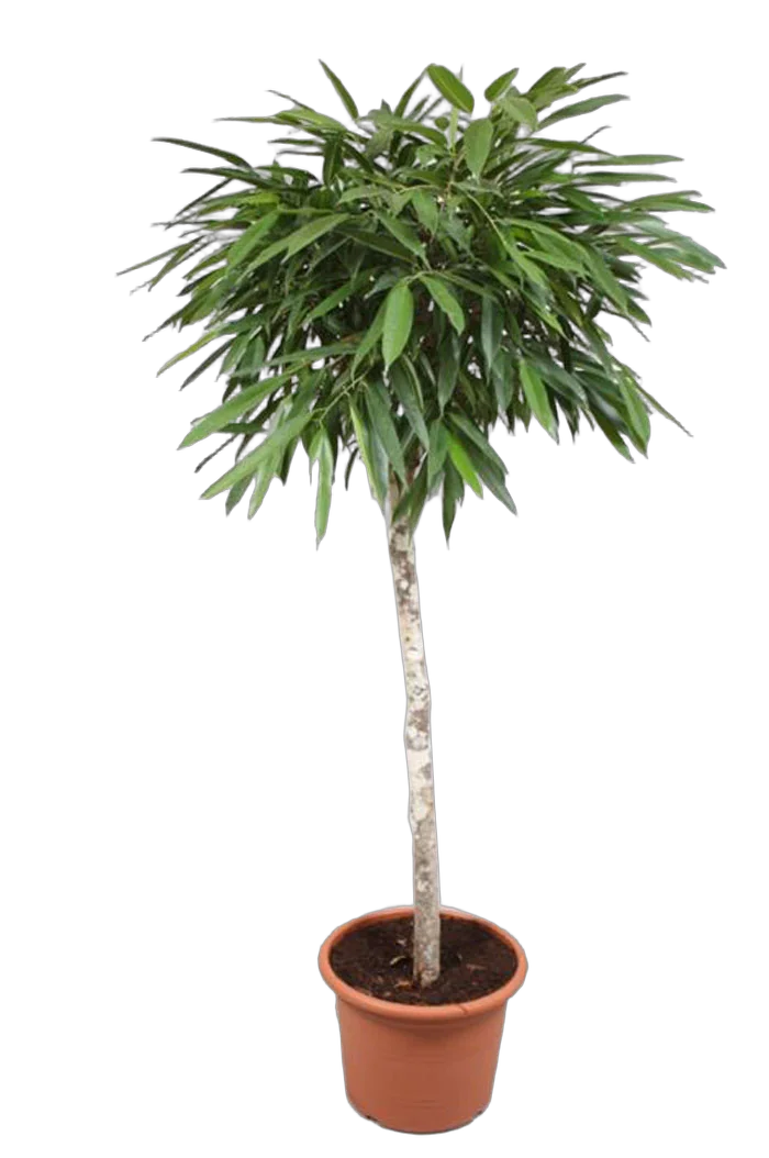 Фикус Биннедика Али штамб - Ficus binnendijkii Alii D45 H180