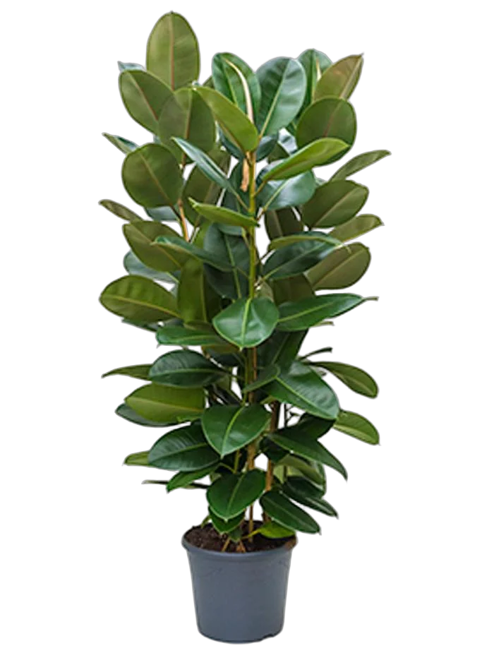 Фикус эластика Робуста - Ficus elastica Robusta D35 H180