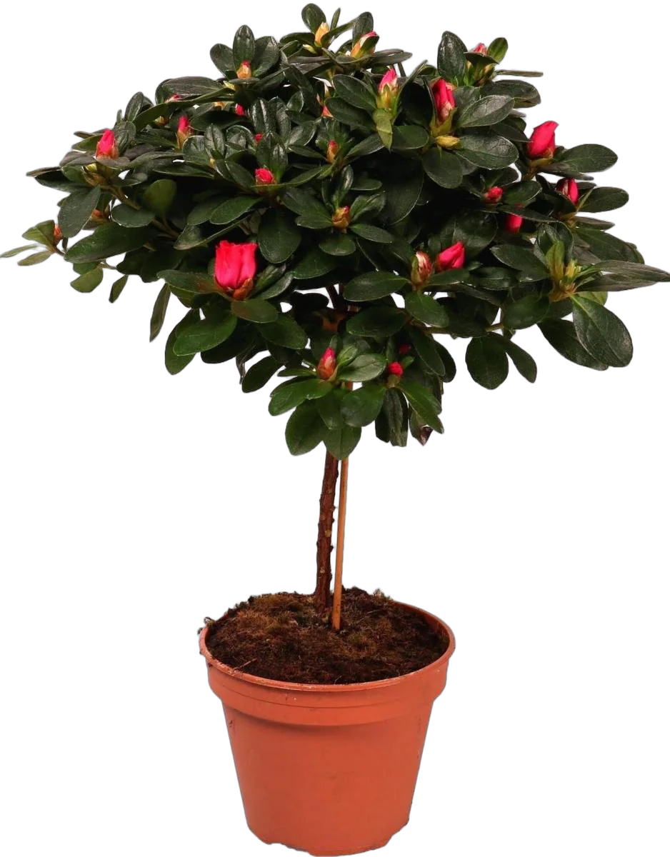 Азалия - Azalea D17 H65-70