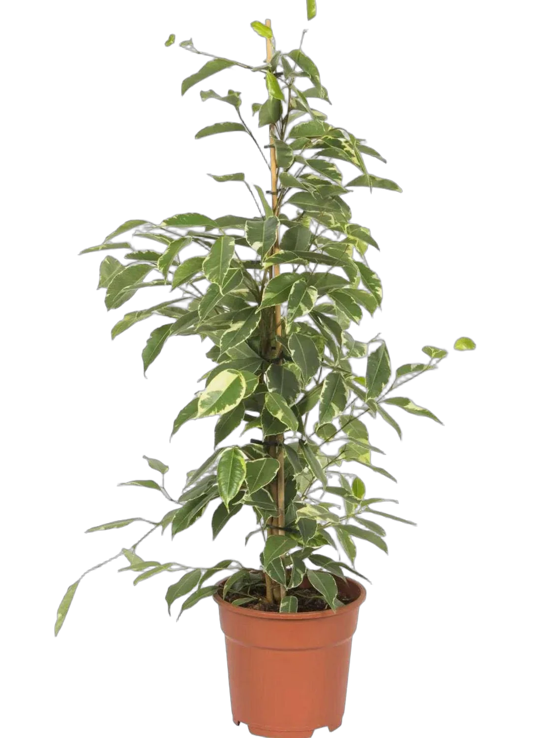 Фикус Бенджамина Голден Кинг - Ficus benjamina Golden King D14 H45
