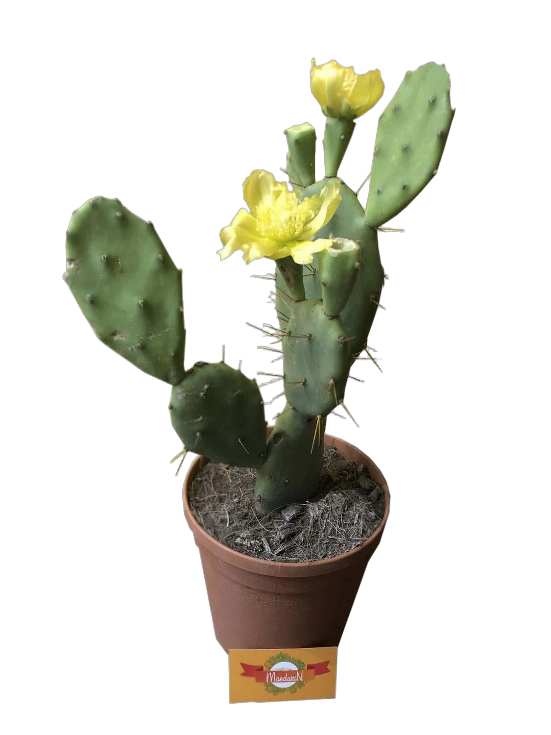 Опунция Линдхеймера - Opuntia lindheimeri D17 H35