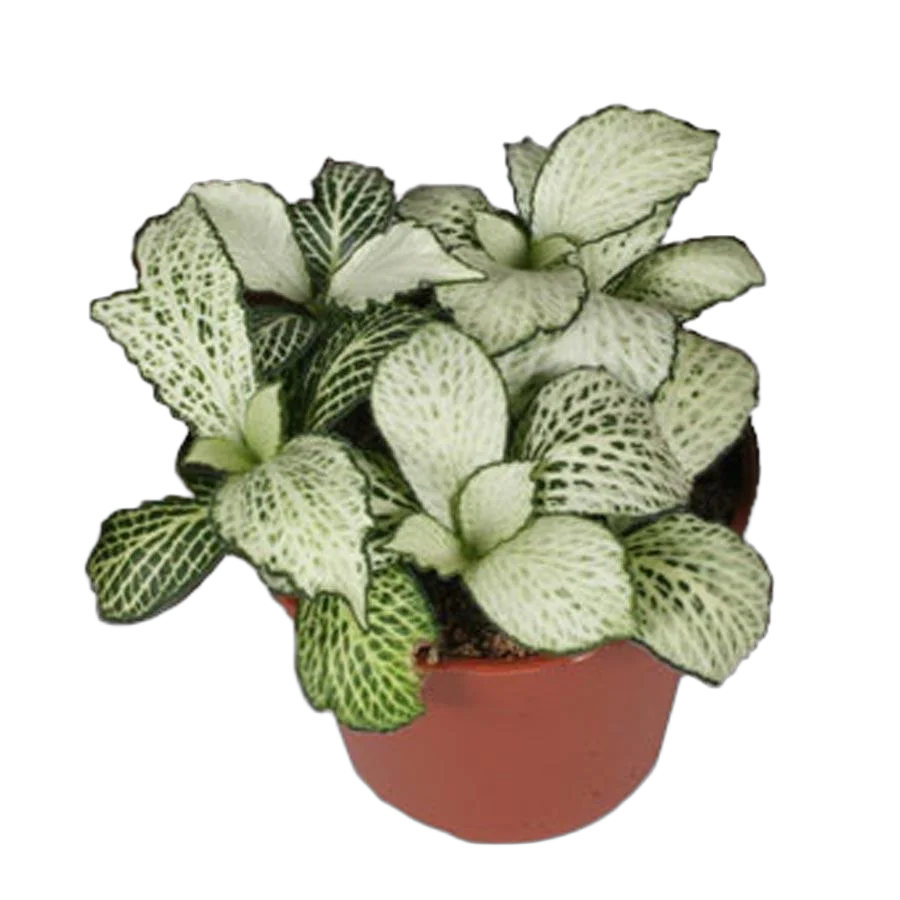 Фиттония - Fittonia verschaffeltii Snow Star D9 H10
