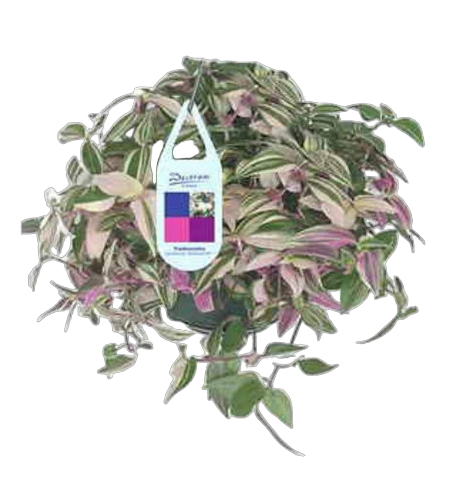 Традесканция приречная -Tradescantia fluminensis Quadricolor D17 H35