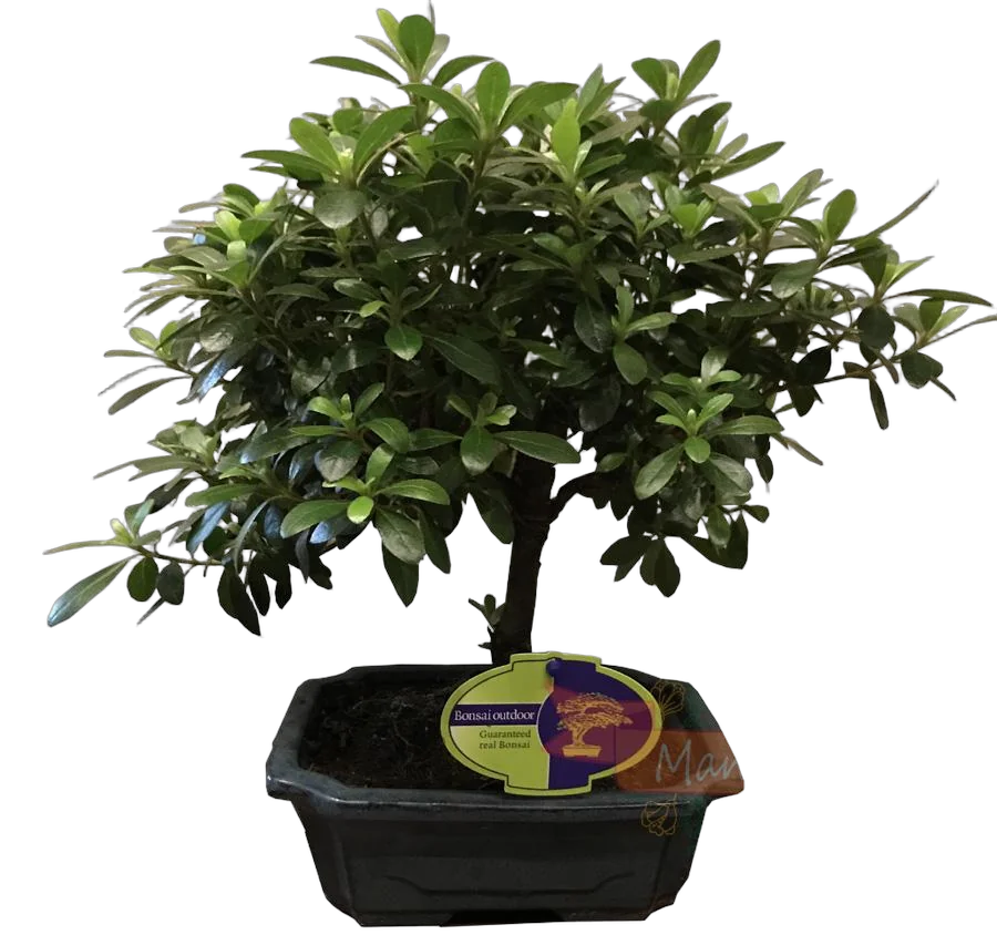 Цветущий бонсай Азалия D20 H30