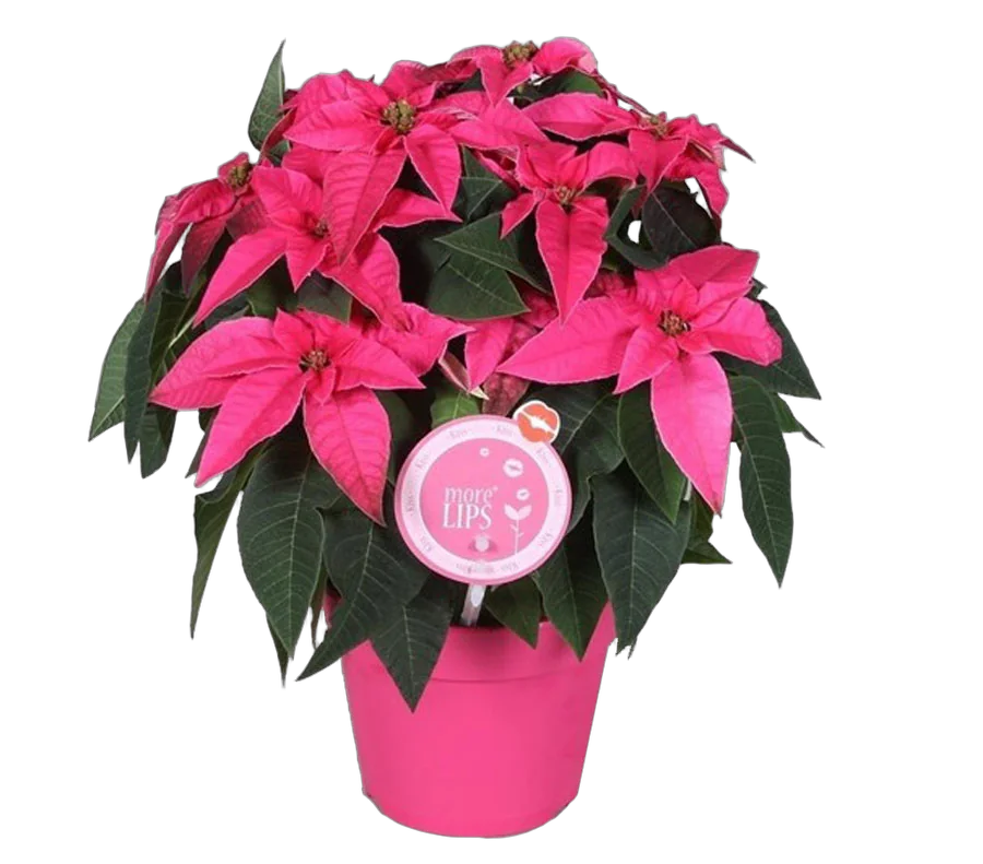 Пуансеттия (молочай красивейший) розовый - Euphorbia pulcherrima D14 H25