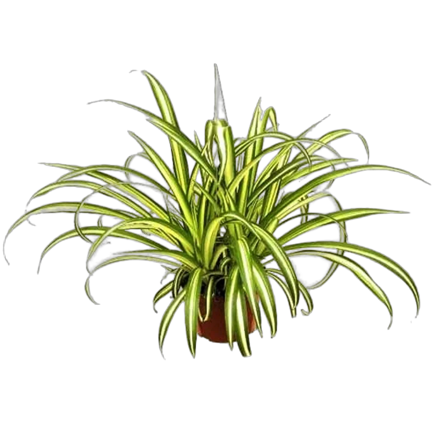 Хлорофитум вариегата - Chlorophytum Variegata D12 H30