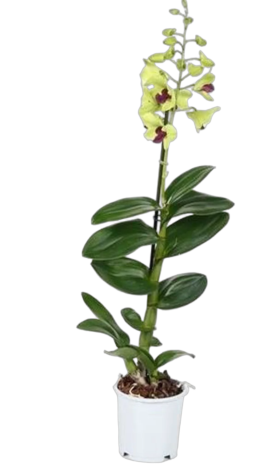 Дендробиум фаленопсис Anna Green - Dendrobium phalaenopsis 1 цветонос D12 H60