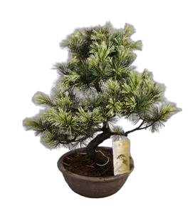 Сосна пестрая хвойный бонсай - Bonsai Pinus D19 H45