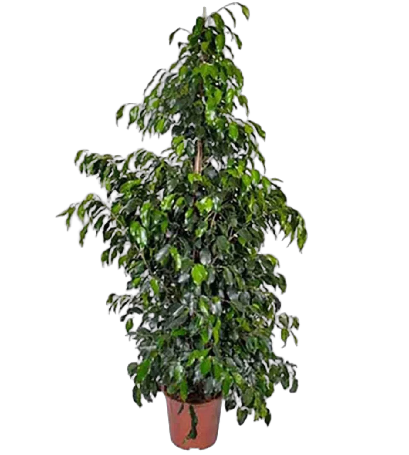 Фикус Бенджамина Даниэль - Ficus Benjamina Danielle D40 H180