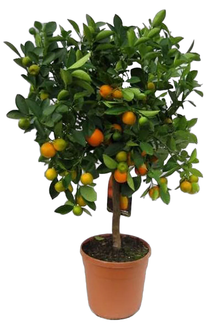 Каламондин D25 H90