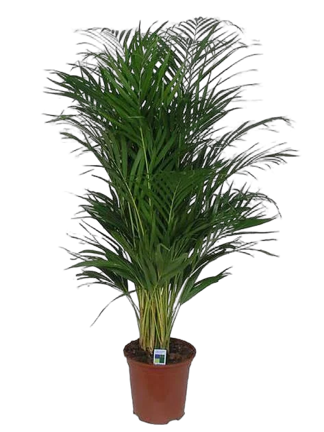 Пальма Арека D40 H220