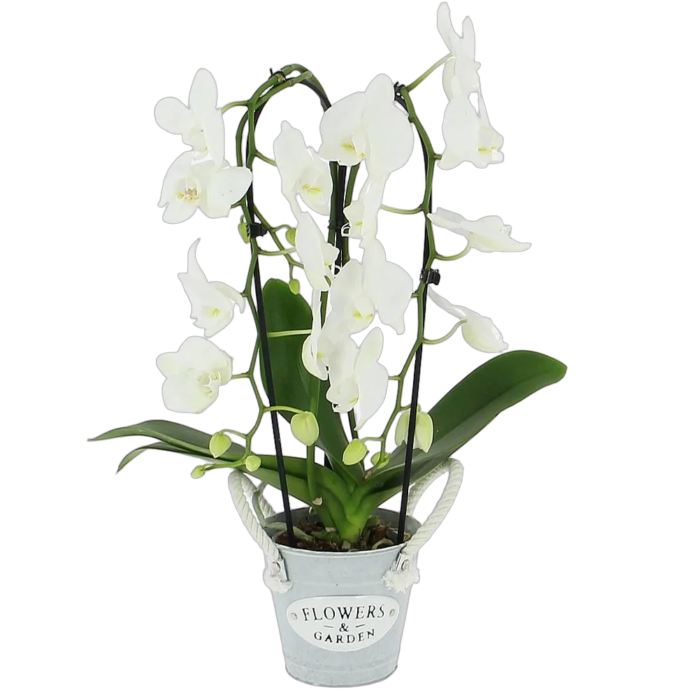 Каскадный фаленопсис - Phalaenopsis Cascade Sogo Popcorn D12 H60