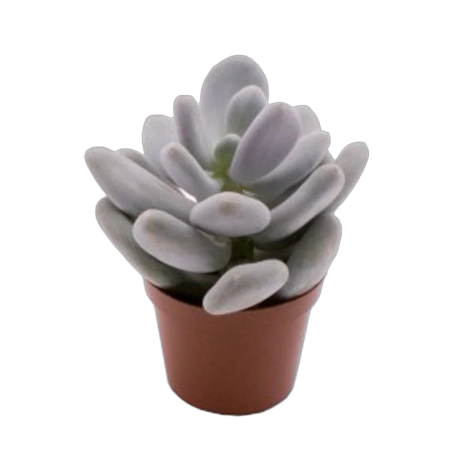 Пахифитум компактный - Pachyphytum compactum D5 H9