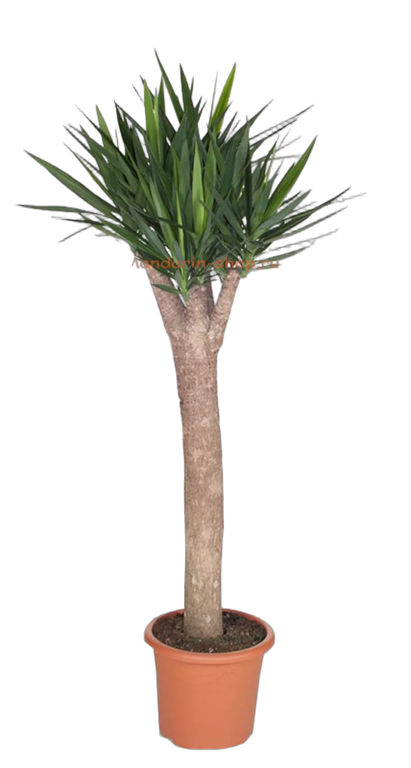 Пальма Юкка - Yucca Stem Branched D40 H200