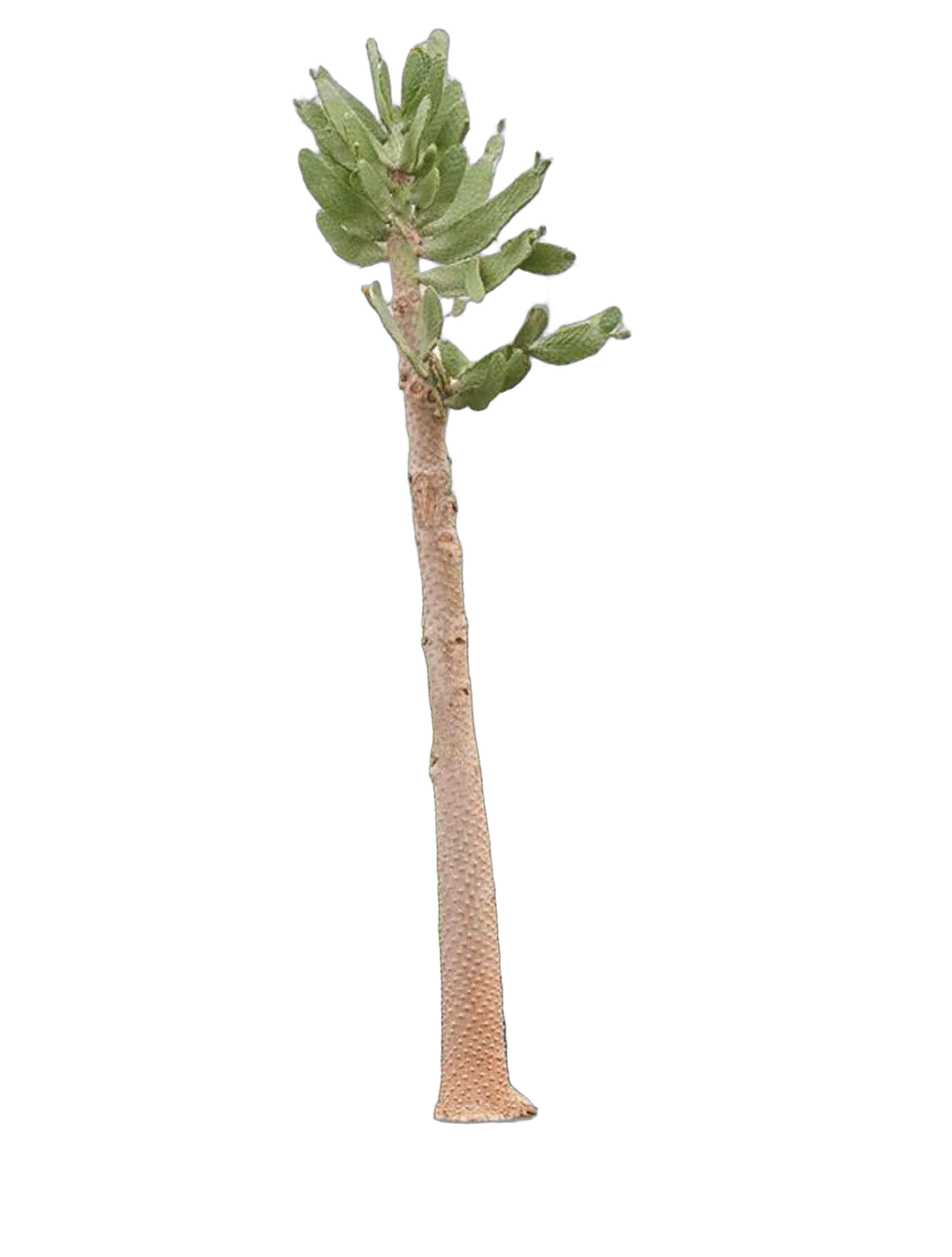 Опунция консолея - Opuntia consolea D55 H300