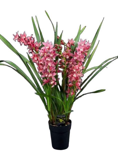 Цимбидиум Allison Shaw - Cymbidium  D18 H90