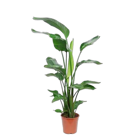 Стрелиция Николай - Strelitzia Nicolai D24 H120