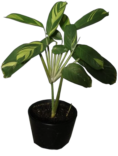 Маранта тростниковая - Maranta arundinacea D12 H25