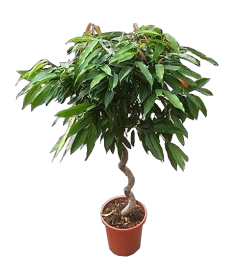 Фикус Биннедика Амстел Кинг спираль - Ficus Amstel King D40 H170