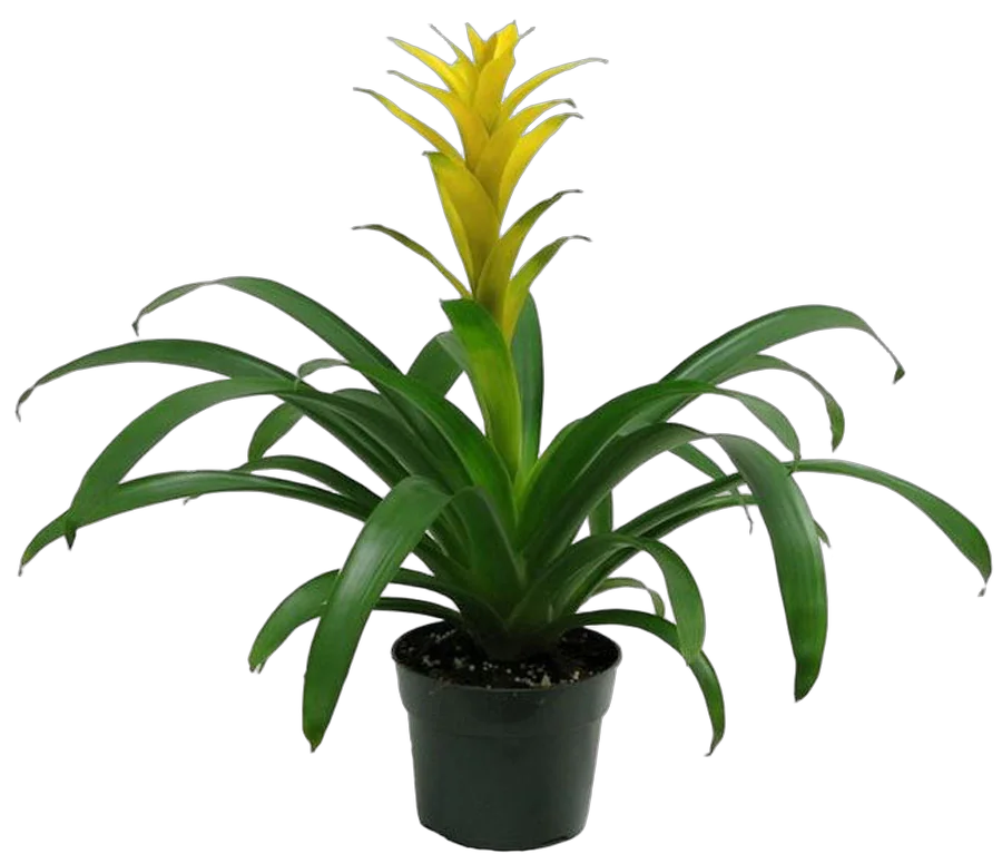 Гусмания желтая - Guzmania Hilda D12 H75