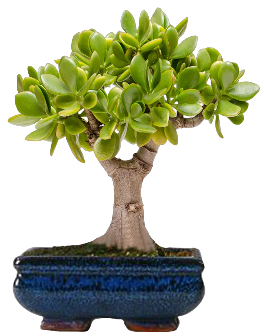 Бонсай Красула (денежное дерево) D15 H25