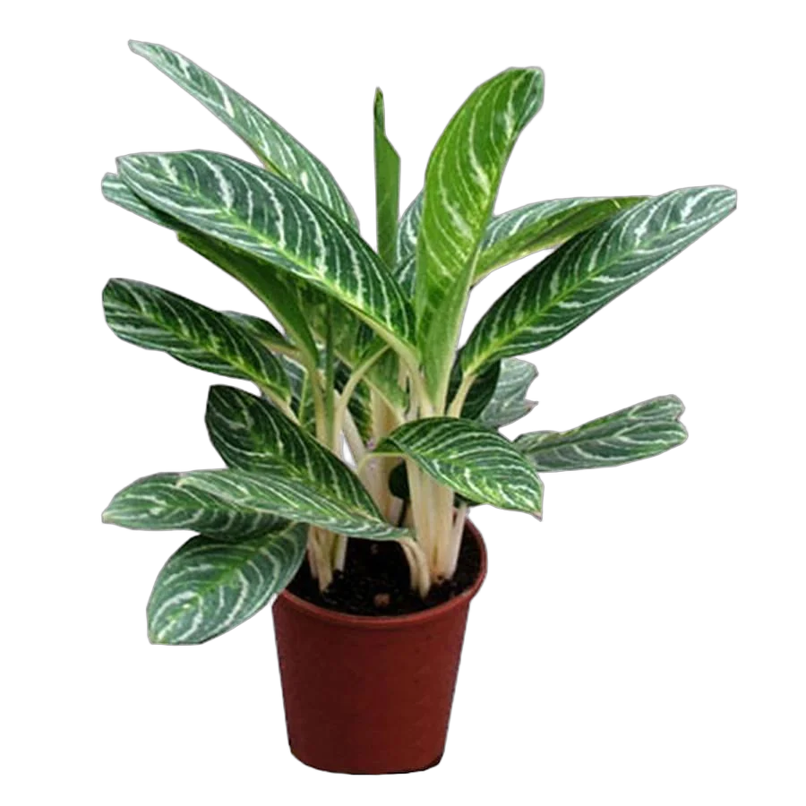 Аглаонема Лемон - Aglaonema Lemon D13 H45