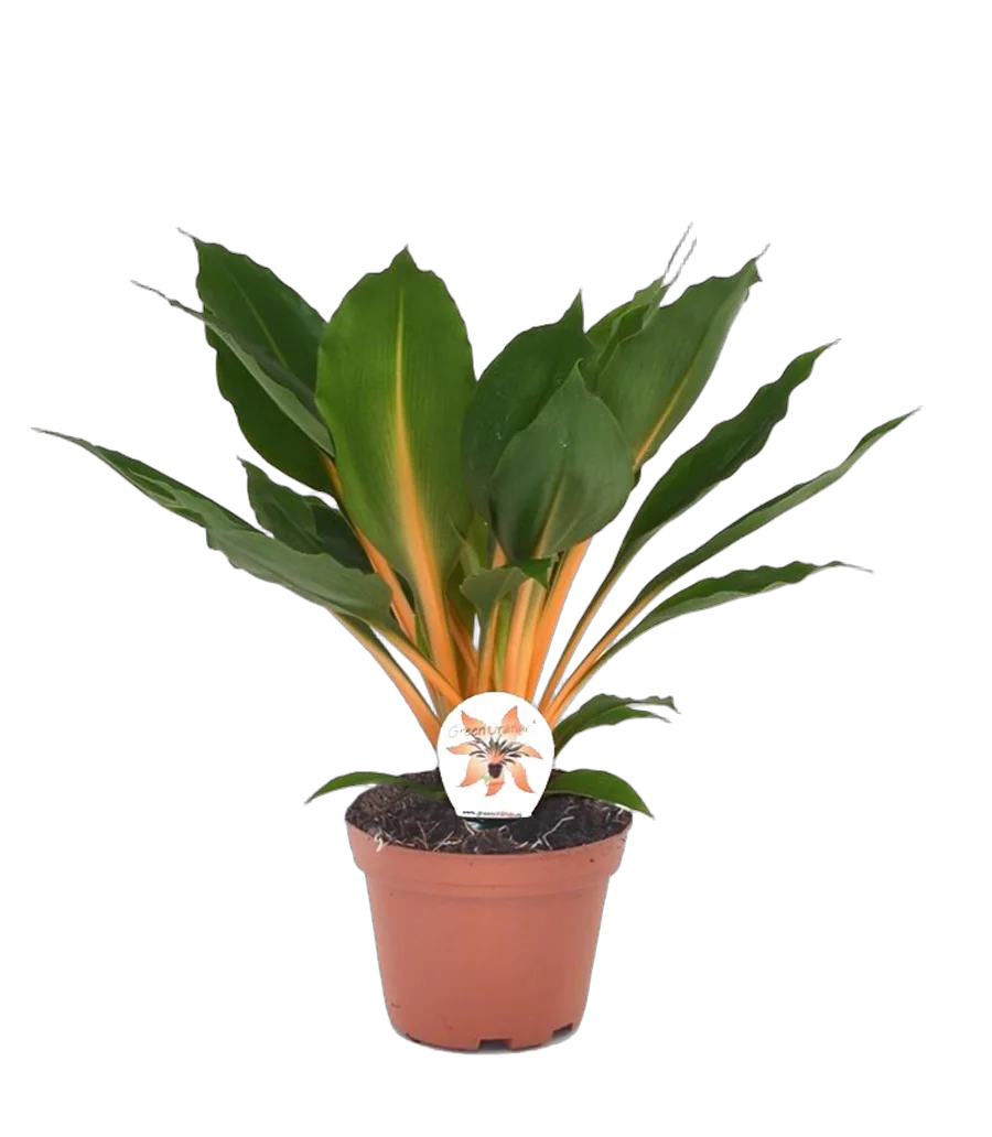 Хлорофитум Грин Оранж - Chlorophytum green orange D12 H45