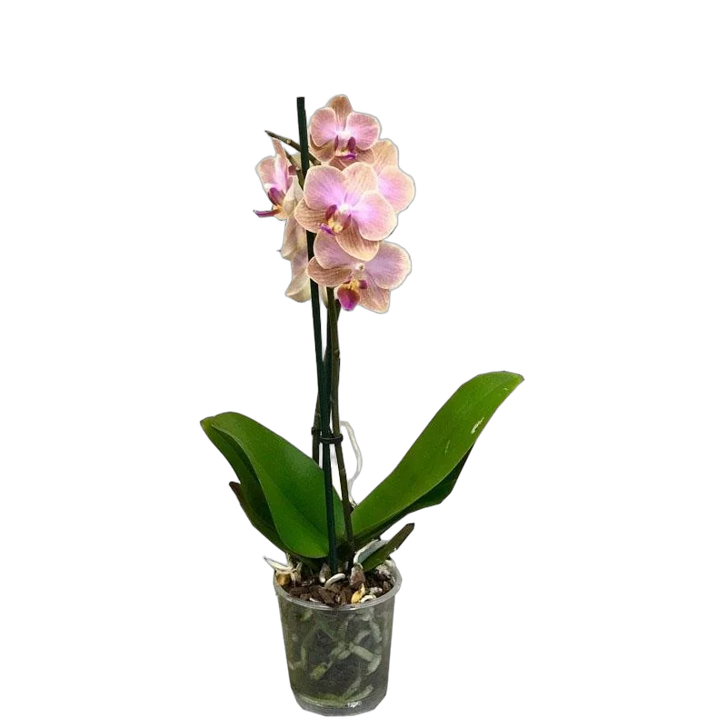 Фаленопсис мини 2 цветоноса - Phalaenopsis D9 H20