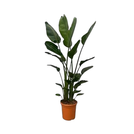 Стрелиция Николай - Strelitzia Nicolai D32 H200