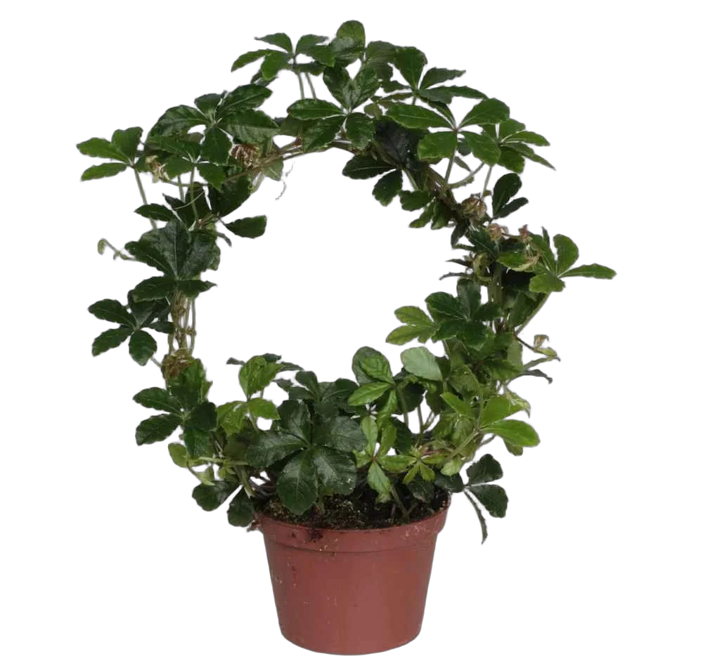 Циссус полосатый - Cissus striata D10 H25