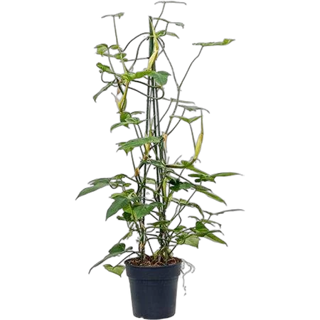 Филодендрон Мунлайт - Philodendron Moonlight D24 H110