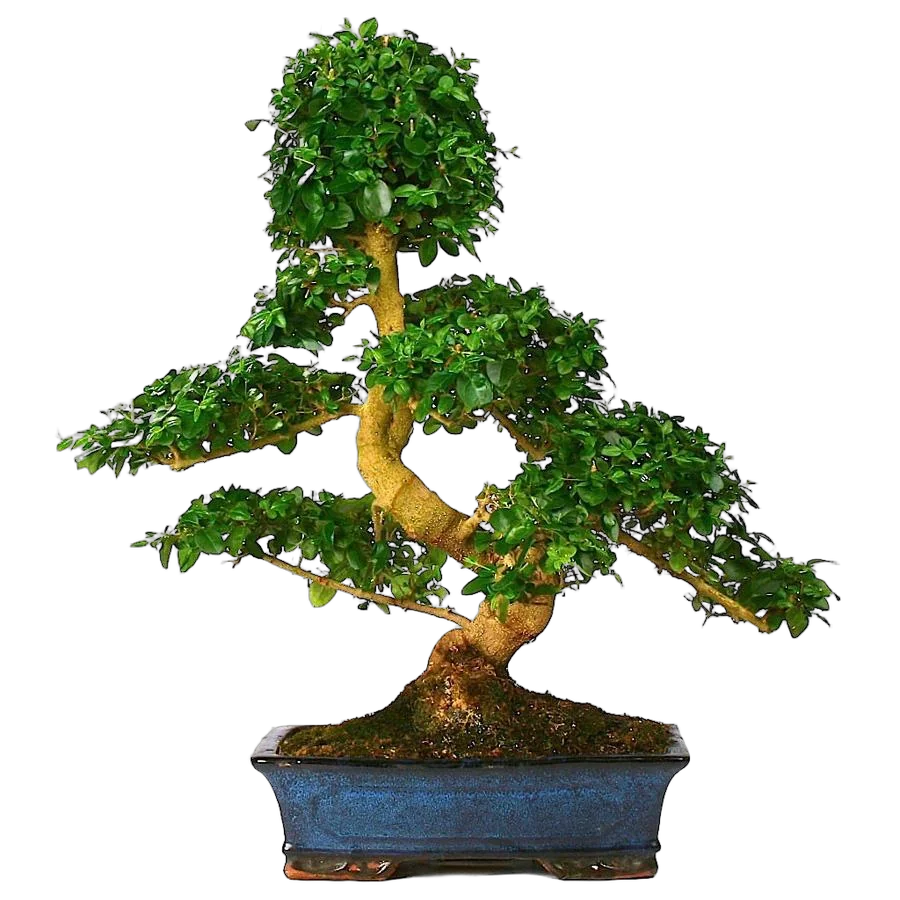 Бонсай Лигуструм D35 H45