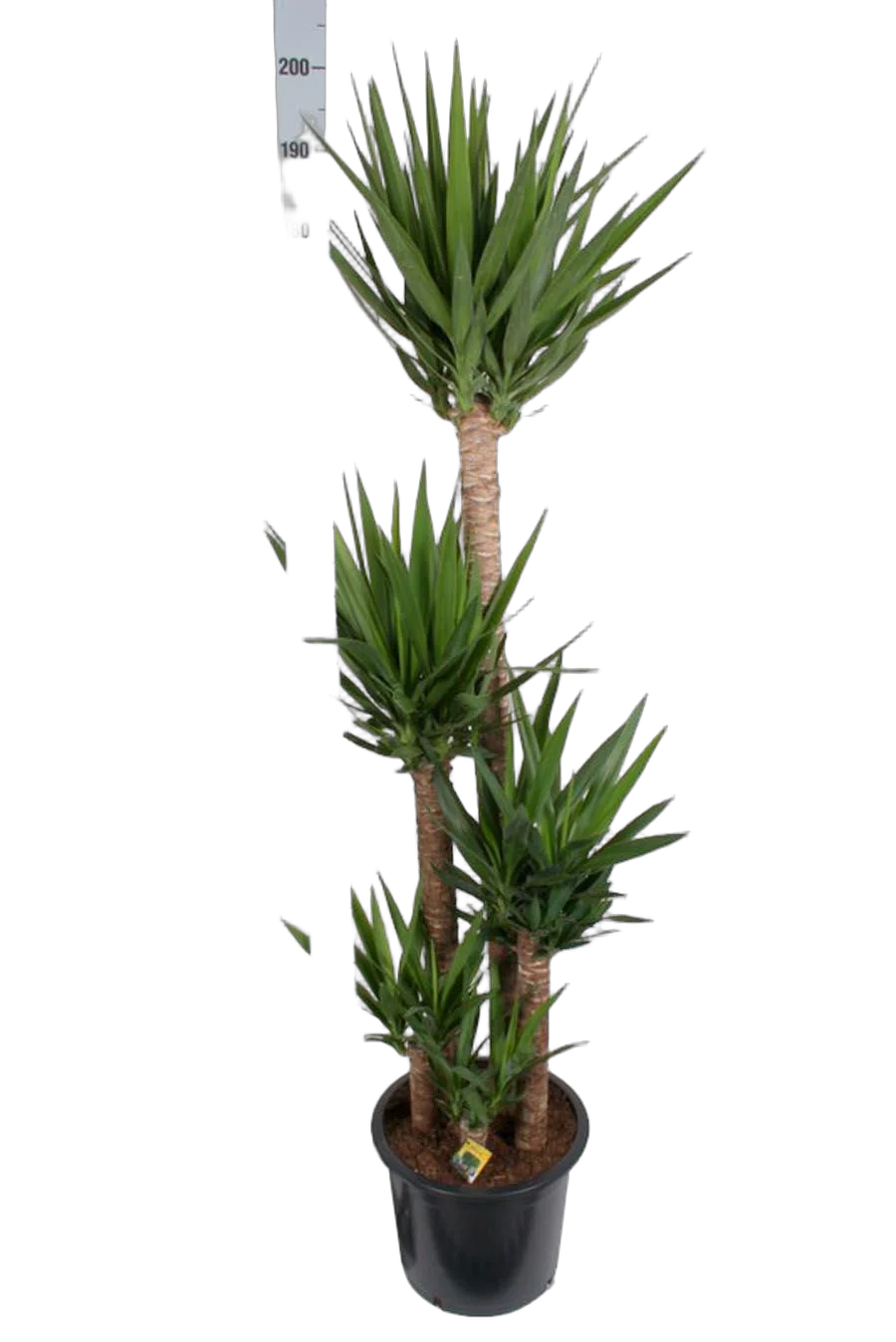 Пальма Юкка - Yucca D32 H200