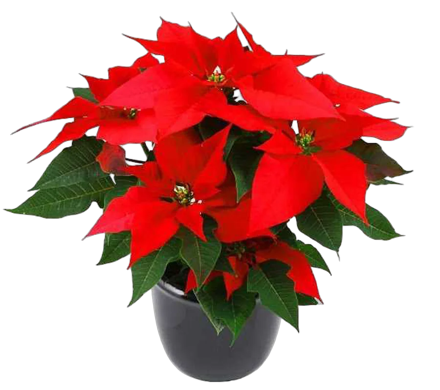 Пуансеттия (молочай красивейший) - Euphorbia pulcherrima D20 H40
