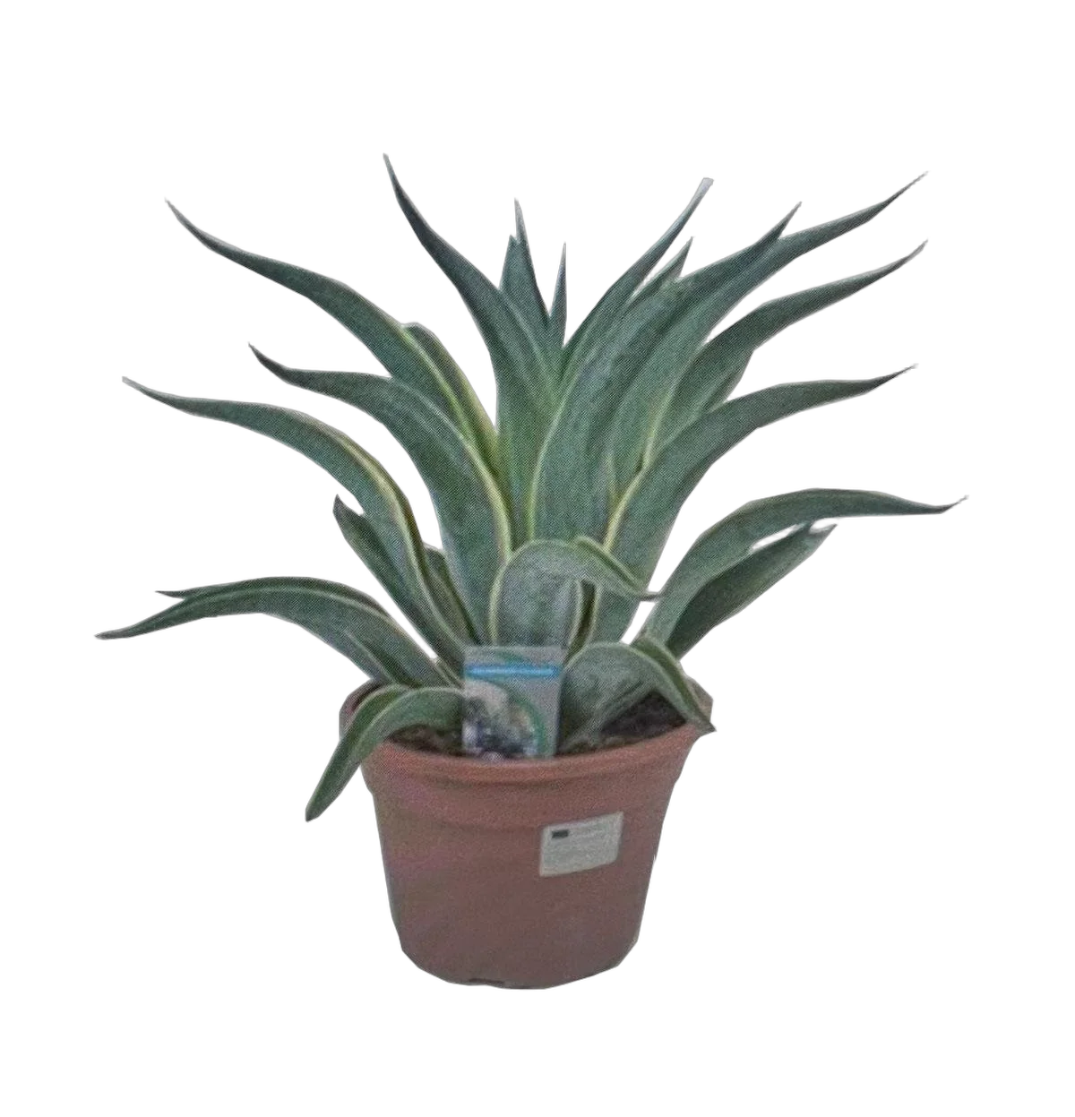 Агава - Agave D26 H60