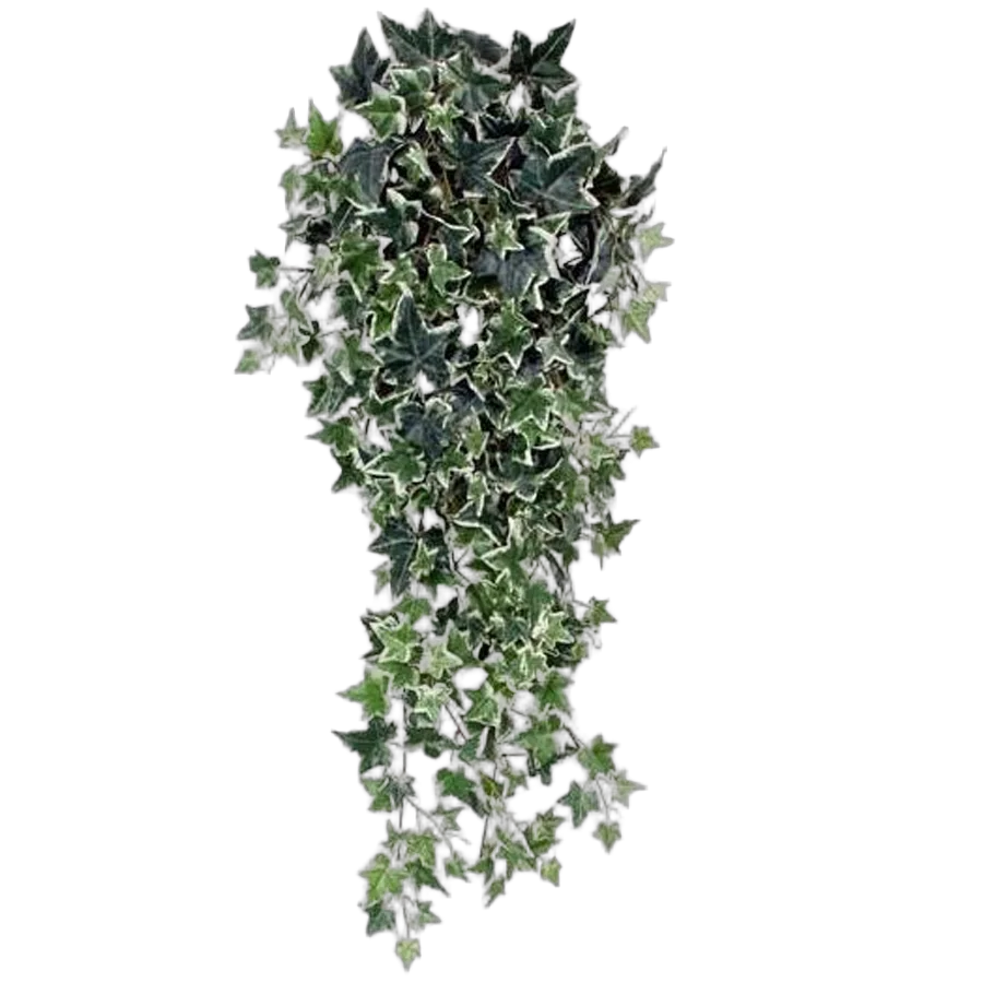 Хедера Хеликс Питсбург - Hedera Helix Pittsburg D25 H80