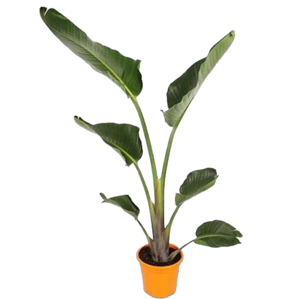 Стрелиция Августа - Strelitzia Augusta D24 H120