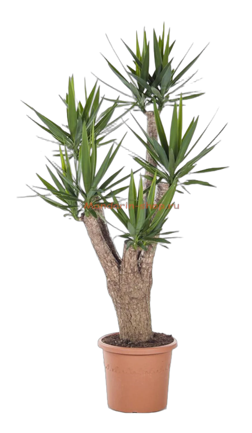 Пальма Юкка - Yucca Branched D40 H180