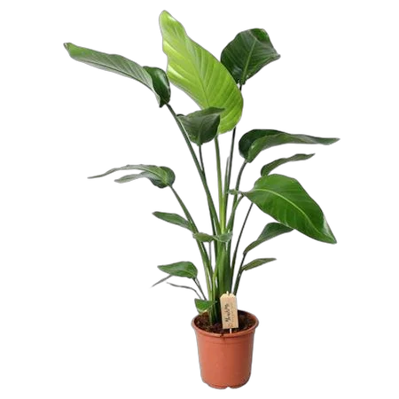 Стрелиция Николай - Strelitzia Nicolai D21 H110