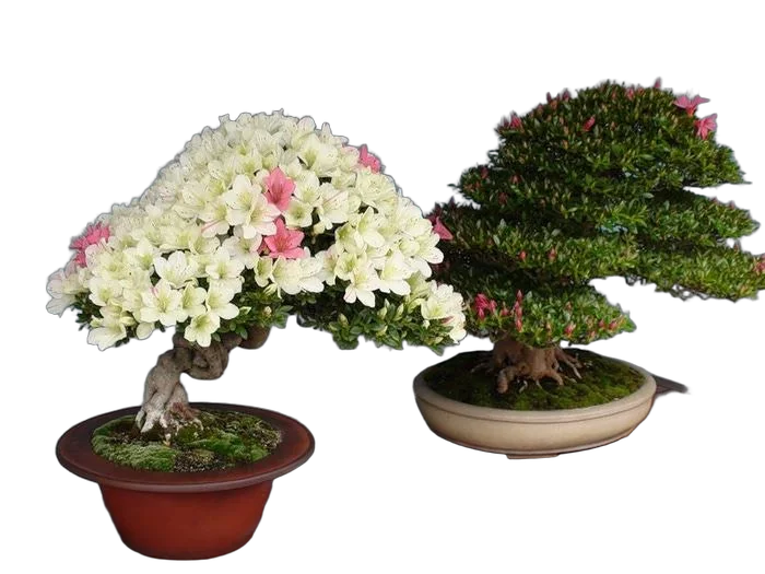 Цветущий бонсай Азалия D20 H35