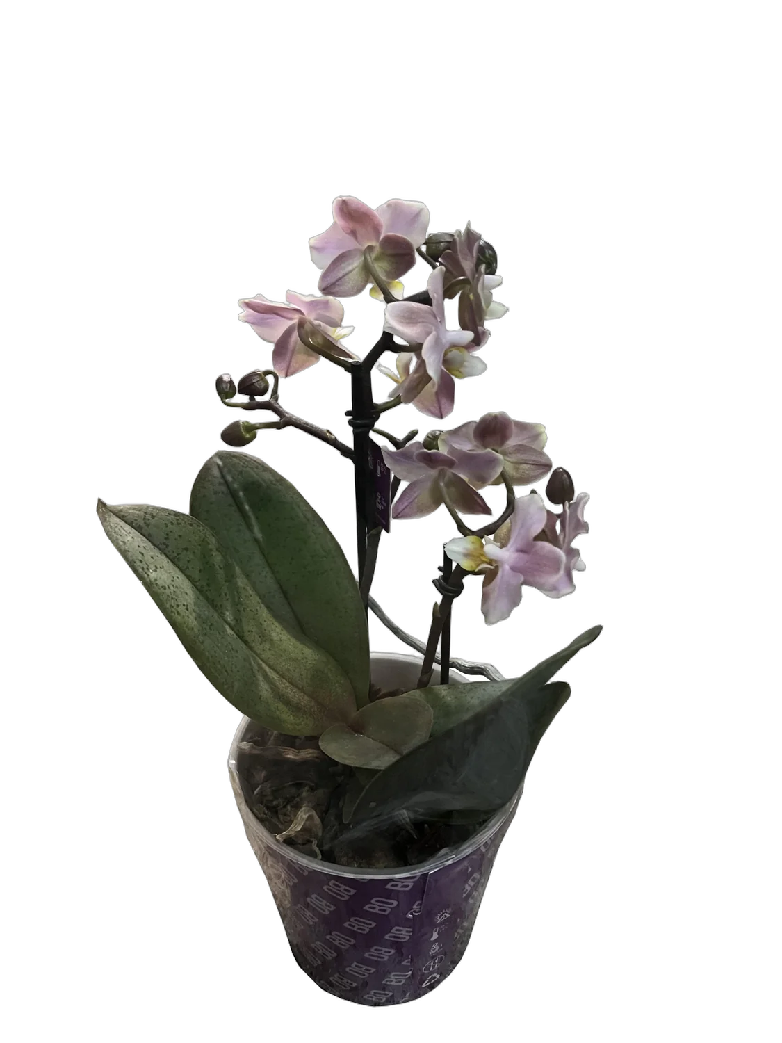 Фаленопсис Мини Арома 2 цветоноса - Phalaenopsis D12 H20