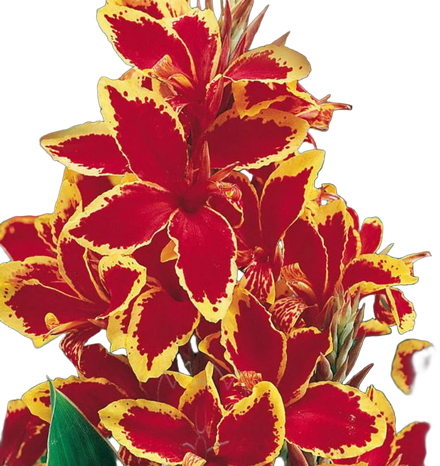 Канна красно-желтая - Canna Tropical D15 H55