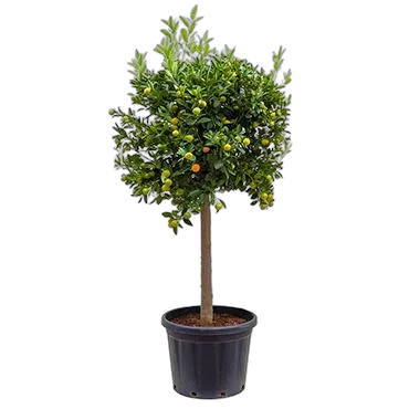 Каламондин - Citrofortunella D46 H180