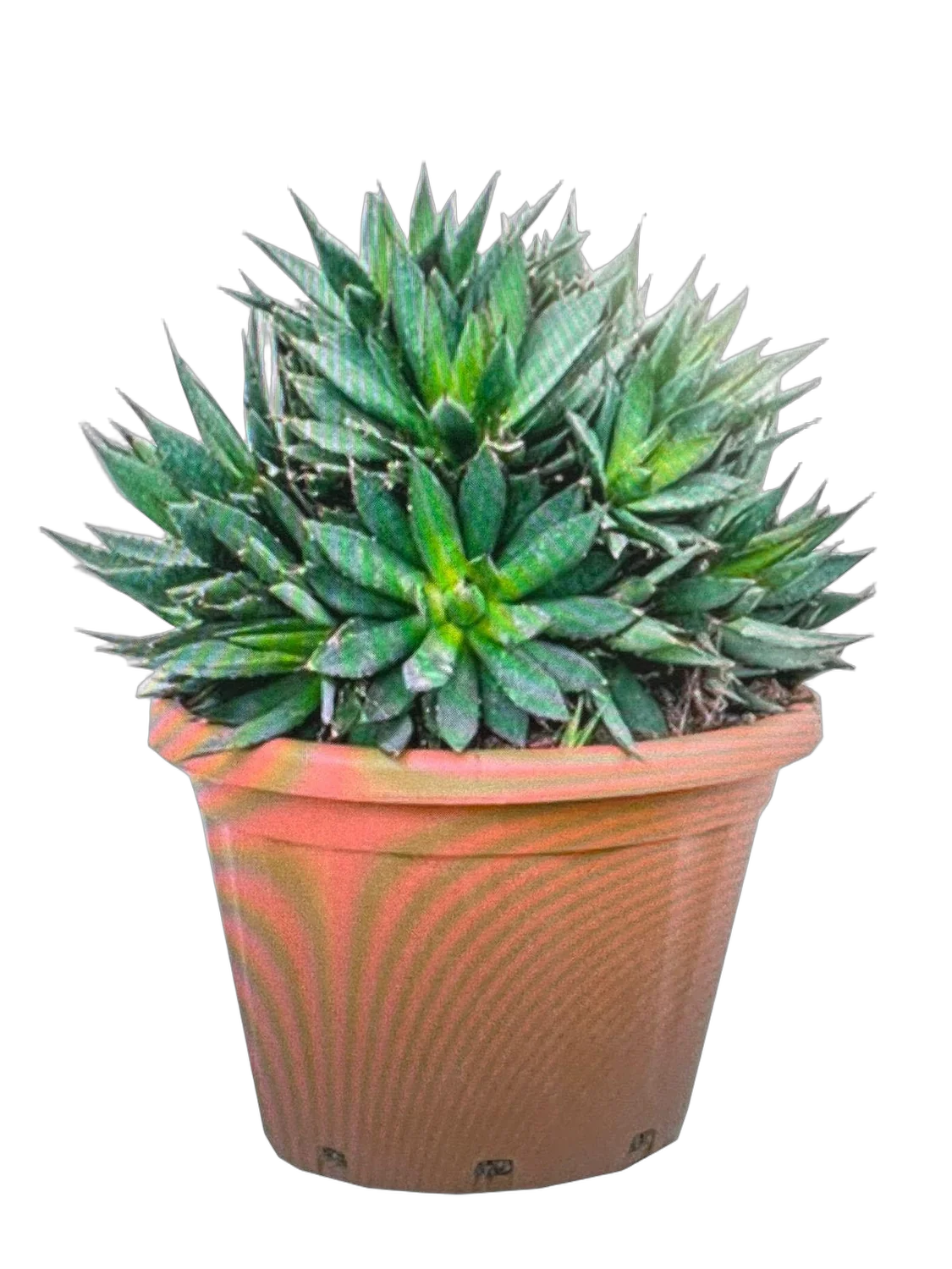 Агава - Agave D35 H45