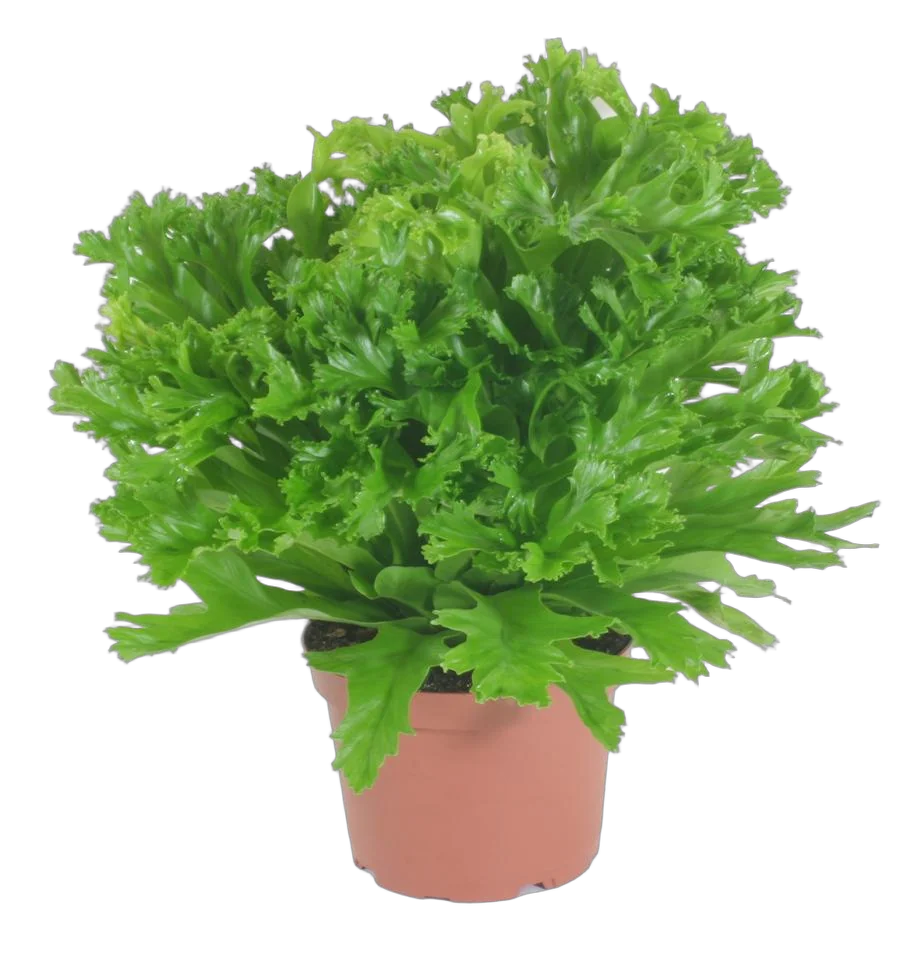 Асплениум древний - Asplenium antiquum Leslie D37 H90