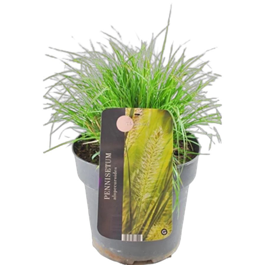 Пеннисетум лисохвостный Хамельн - Pennisetum alopecuroides Hameln Al D14 H40