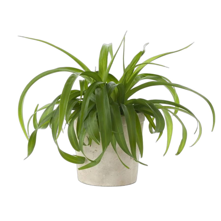 Хлорофитум пестрый и кудрявый Бонни - Chlorophytum bonnie hangouts D10 H20