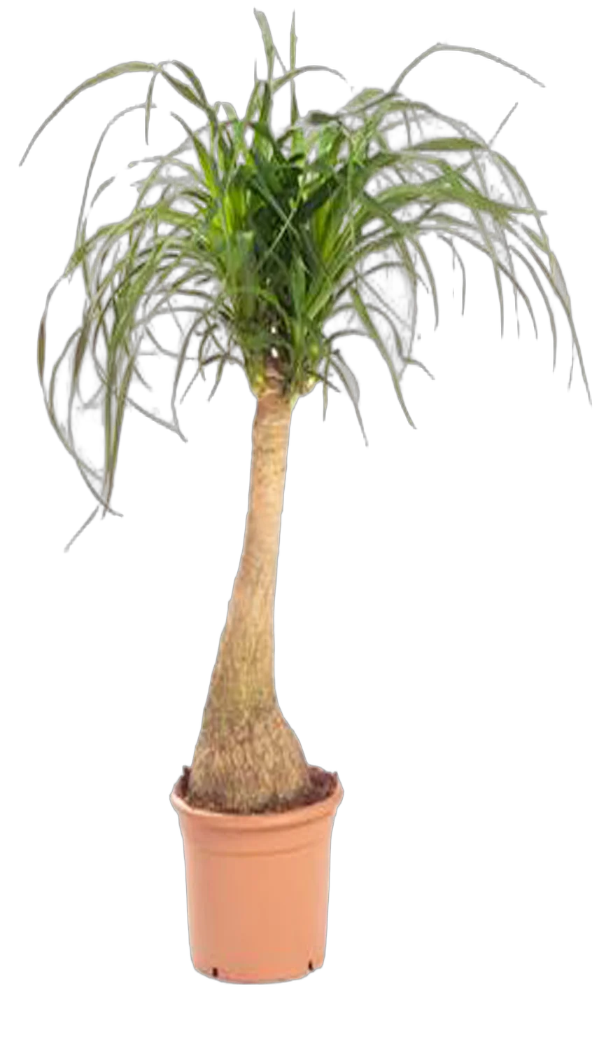 Пальма Нолина, бутылочная пальма D30 H140