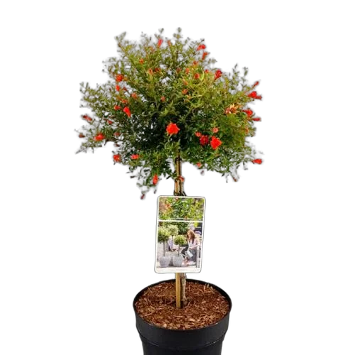 Гранат - Punica granatum Nana D28 H110