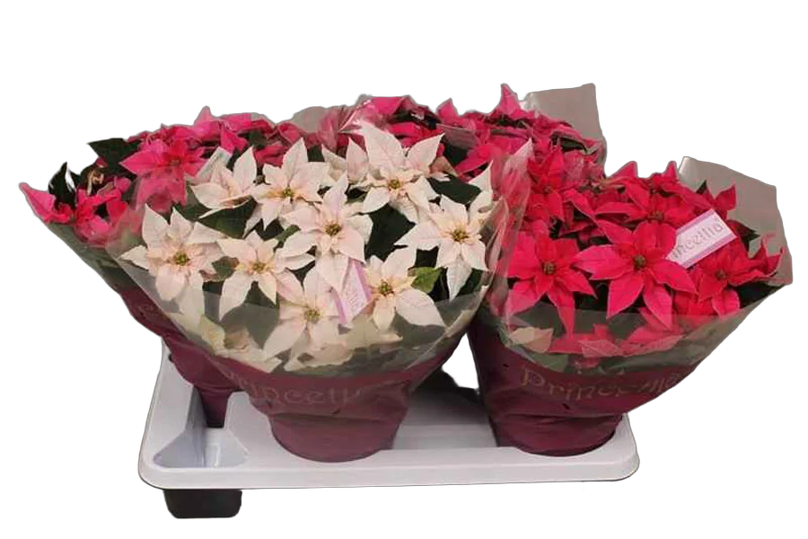 Пуансеттия (молочай красивейший) микс - Euphorbia pulcherrima D17 H35